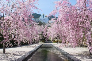 20150409晴れた日は遊歩道 サクラ　ベニヤエシダレ (3)